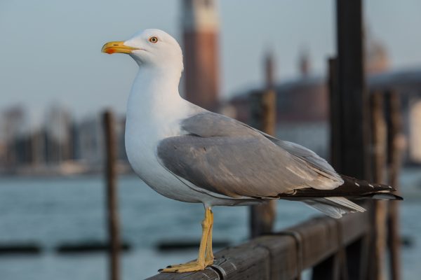 Move in Venedig
