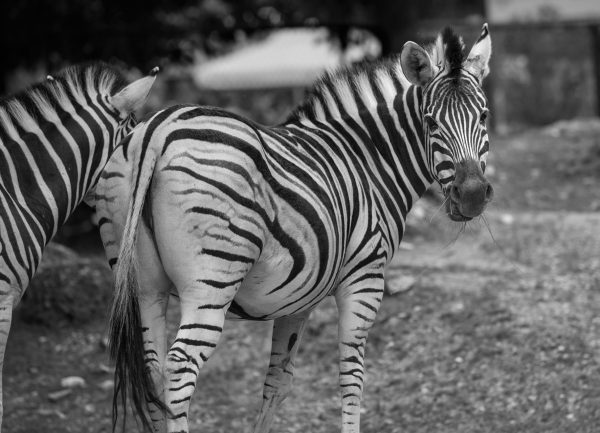 Tiergarten Schönbrunn Zebra